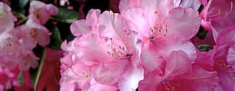 Ein Bild, das Pflanze, Bl�tenblatt, Catawba-Rhododendron, Rhododendron enth�lt.

KI-generierte Inhalte k�nnen fehlerhaft sein.